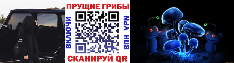 Купить закладки  Светлоград  Псилоцибиновые грибы Psilocybe 